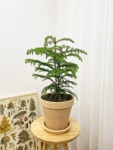 아라우카리아(이태리토분) 공기 정화 집들이 개업 선물 인테리어식물 부산/김해/양산 배송 : OUR PLANT
