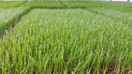 2025년 햅쌀 새청무쌀10kg : 해남땅끝해밀농장