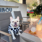 골든독 강아지 젖소 조끼 퍼그 프렌치불독 웰시코기 슈나우저 소형견 중형견 코스프레 옷 : 골든독