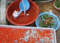 국산(청양) 구기자(건조1kg 농가직판) : 칠갑산고듬티농장