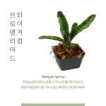 (일시품절)브로멜리아드 타이거 컵 정글식물 반려식물 관상식물 공기정화 : 주노농장
