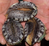 생산자 직접거래 활전복 1kg (6미부터 25미까지) 선택 : 그린수산마켓