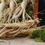 [산지직송] 금산 황금농장 수삼(대) 1채 선물세트 : 친환경팔도