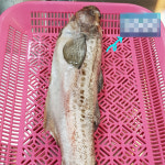 [경산시 배달] 시원한 국물맛 내는 동태 1마리 [하양 바다수산] : 동네시장 장보기