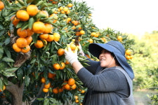 제주 서귀포 고당도 노지 감귤 : 제주재주