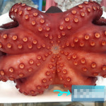 [경산시 배달] 오동통통 삶은 문어 1마리 [하양 바다수산] : 동네시장 장보기