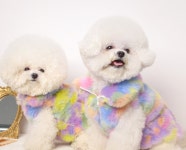 에덴숑 사이즈 S-2XL 코튼 캔디 집업 명품 강아지옷 마이앨리스독 애견의류 네이버쇼핑 펫윈도 : 마이앨리스독