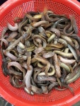 활 미꾸라지(1kg)/추어탕용/미끼용/사료용/다음날수령/노량진수산시장 : 삼성수산