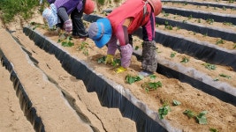 여주 꿀 고구마 10kg 황금호박고구마 베니하루카 군고구마 : 슬기농장