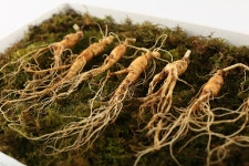 실속형 못난이 산양산삼 6년근 25뿌리-70뿌리 장뇌삼 산양삼 : 수크닷컴