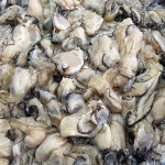 통영 생굴 2kg : 강수산 전복장