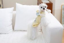 마이앨리스독 2컬러 사이즈 XS-XL 루루 베어 원피스 드레스 명품 강아지옷 애견옷 네이버쇼핑 펫윈도 : 마이앨리스독