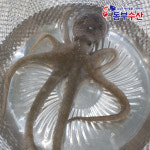 국산 낙지 활낙지 산낙지 한마리씩 골라담기 산소포장으로 생존율 UP : 동부수산