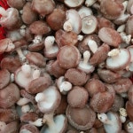 강원도양양고노골표고버섯선물용 2kg : 양양고노골표고농장