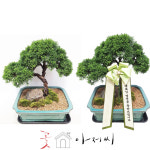 소나무 진백 분재 영전 승진축하 배달 : 꽃집아저씨2