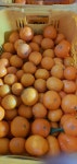 제주감귤 무선별 무세척 저농약 서귀포 노지 보목감귤 3kg 5kg [아빠는농부다 승환이네농장] : 아빠는농부다