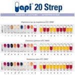 연쇄상구균의 동정/API 20 Strep Kit BF-438 생화학실험 : 오피스안