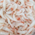 [영신젓갈식품] 오젓 500g 250g 국내산 저염 새우젓갈 오사리 새우젓 : 영신젓갈식품