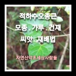 적하수오 종근 50주 39,500원 : 자연산약초세상사람들
