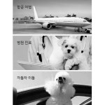소형견켄넬 반려견 강아지 애견 고양이 펫 컨넬 캔넬 훈련 캐리어 이동 장 가방 : 메이드제이수