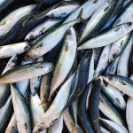 동광수산 동해  영덕 참 가자미 물 고등어 살  도루묵 반건조 생선 미주구리 꽃돔 조기 서대 생선모듬 : 동광수산