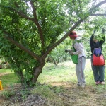 하동  매실장아찌   1Kg X 4ea 2250원/100g : 하동부용농장