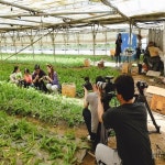 지리산 흰민들레차 1팩 (20티백) : 지리산사람들