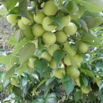 하동 매실장아찌1Kg X 1ea  2990원/100g : 하동부용농장