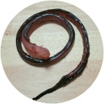 말랑장족 : 꽃보다오땅