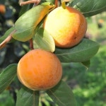 단감 5kg (특품) 진주 싱싱단감 : 싱싱단감농장