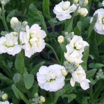 스토크 생화 스톡 농장직영 (4color) 향기로운꽃 : 영주진연농원