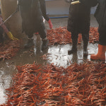 1박스 4마리 부절 살좋은 영덕 박달대게 영덕 강구항 제철 포항 일등수산 일등농수산 : 일등수산 울릉몰 일등농수산