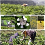 천지이슬 수국차 (삼각티백) / 직영농장 무농약재배/ 생분해필터 : 천지이슬