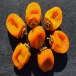 상주 왕 대봉곶감 반건시 건시 가정용 곶감 선물세트 : 수현팜