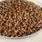 국산 결명자 500g 제천약초영농조합법인 제천약초시장 : 제천약초영농조합법인