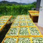 무농약 건여주 400g 친환경인증품 경북 청도 : 산나래 농장