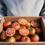 토마토 완숙 찰 토마토 주스 5kg : 봉이네농장