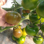 흑토마토 완숙토마토 2kg 5kg : 춘자농장