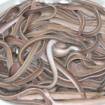 기장 국내산 짚불산꼼장어 1kg 캠핑음식에 딱 : 씨홈