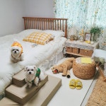 초대형 넓은강아지계단 슬개골탈구 미끄럼방지 논슬립 3단 지구라트계단 파니온 Panion : Panion 파니온