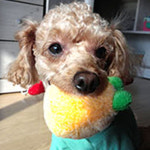 펫모닝 PMD-181 바닐린향 강아지 친환경 뿔도깨비 삑삑이 장난감 1p : 도도한펫