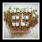 방풍종근  40주 : 자연산약초세상사람들