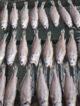 국내산 서천 반건조 참조기 손질 (중,대,특대) 10미, 15미, 20미, 40미 : 윤경이네 수산