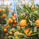 제주 천혜향 3kg 5kg 10kg 선물세트 가정용 제철 : 제주새별농장