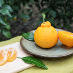 제주 한라봉 3kg 5kg 10kg 선물세트 가정용 : 제주새별농장