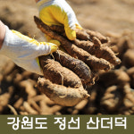 정선더덕(특상품)1kg : 정선약초백화점