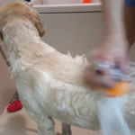 JW 펫 힐링 강아지 고양이 샤워기 : 주식회사 제이더블유