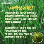 무농약 제주도 친환경 순 새싹 보리  건강 분말 가루 120g : 보라사