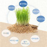 무농약 제주도 친환경 순 새싹 보리  건강 분말 가루 120g : 보라사