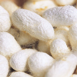 희망누에농장 누에고치 50개(명주실 풀기용) : 희망누에농장